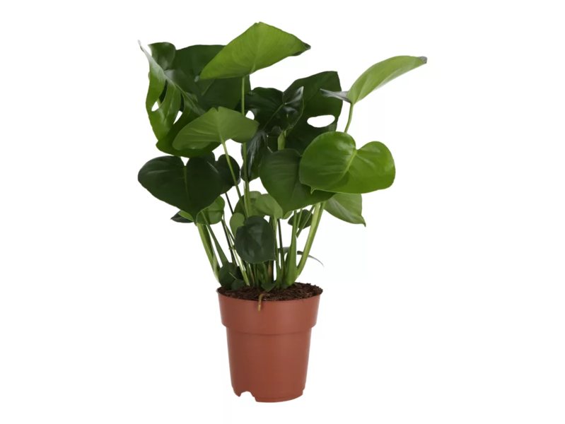 Monstera GoodHome 19 cm średnia wys. 80 cm, GoodHome
